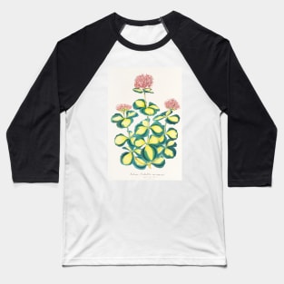 Variegated Sedum - Hylotelephium sieboldii variegata - botanical illustration Baseball T-Shirt